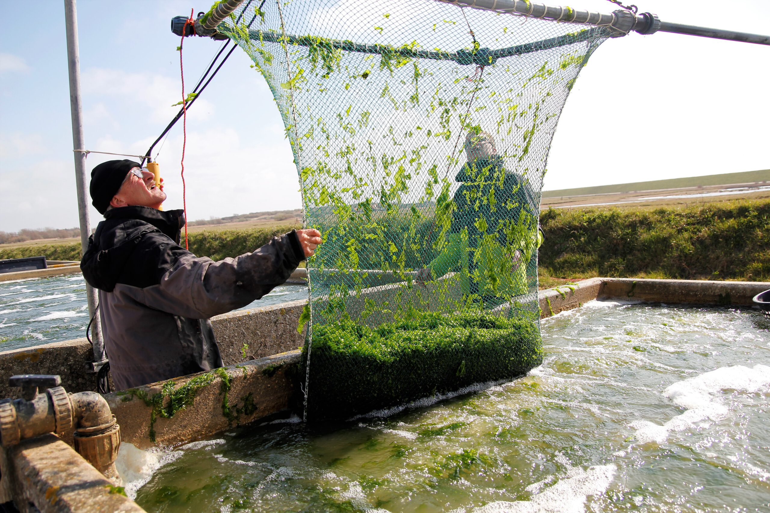 Zeewier telen op het land met vers zilt-bronwater