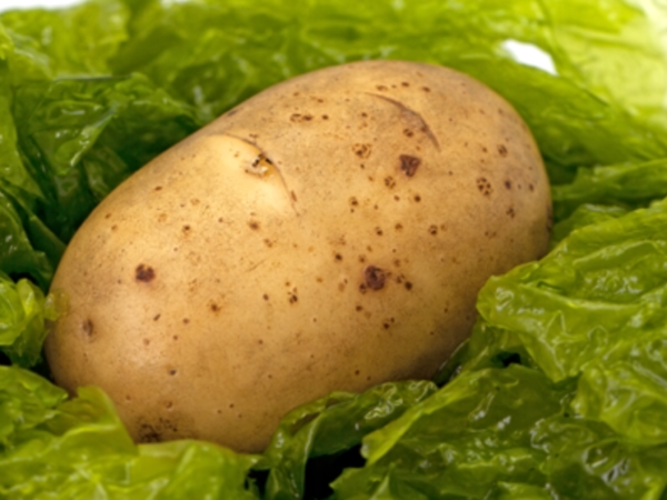 aardappel bemest met Salivital