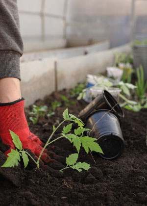 moestuin-foto