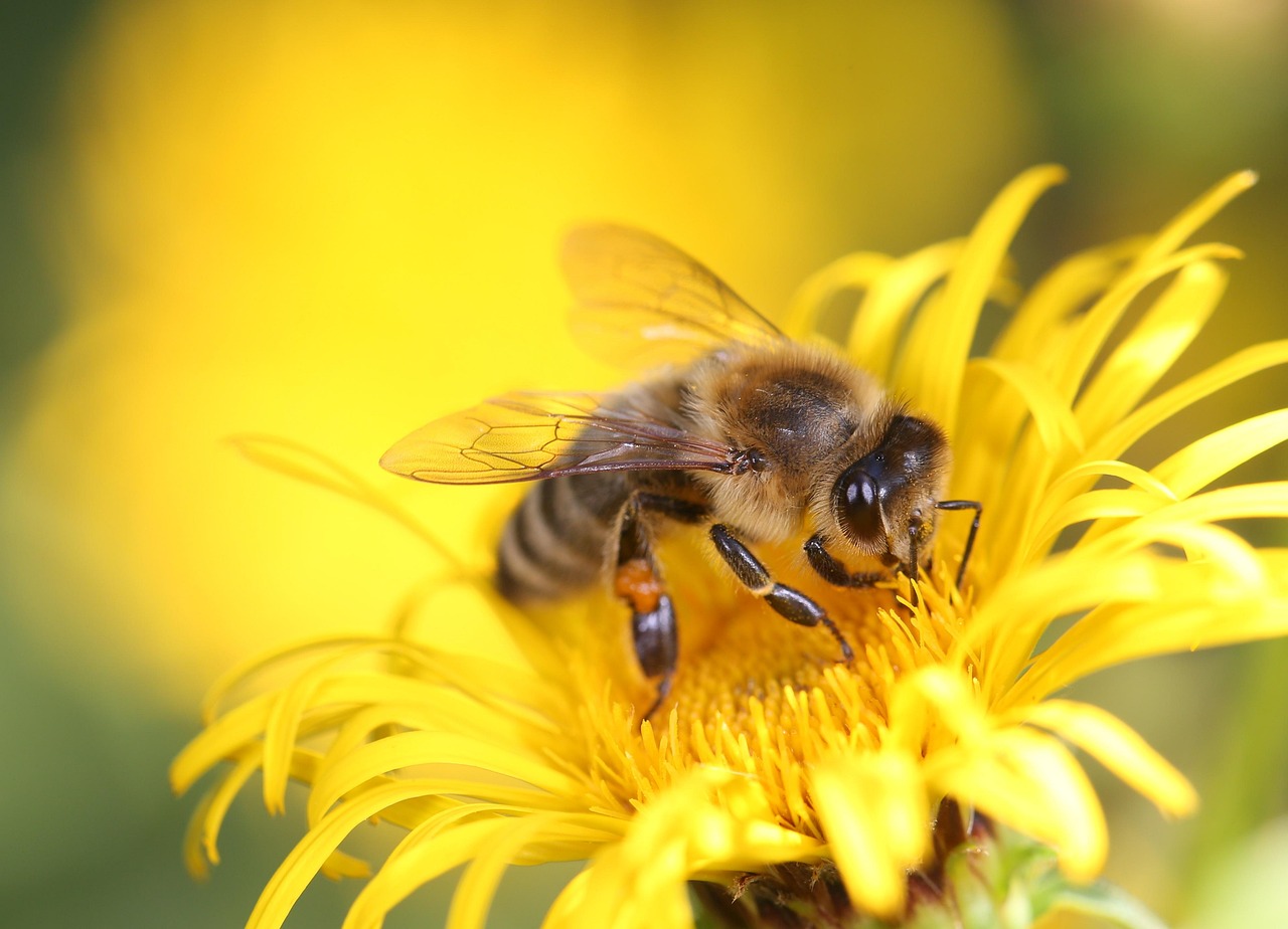 honey-bee-8320764_1280 honey-bee-8320764_1280