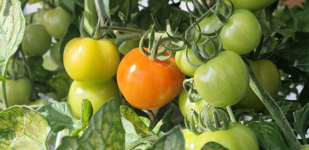 Tomaten-groeien-scaled