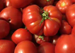 Tomaten foto