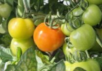 Tomaten-groeien-scaled
