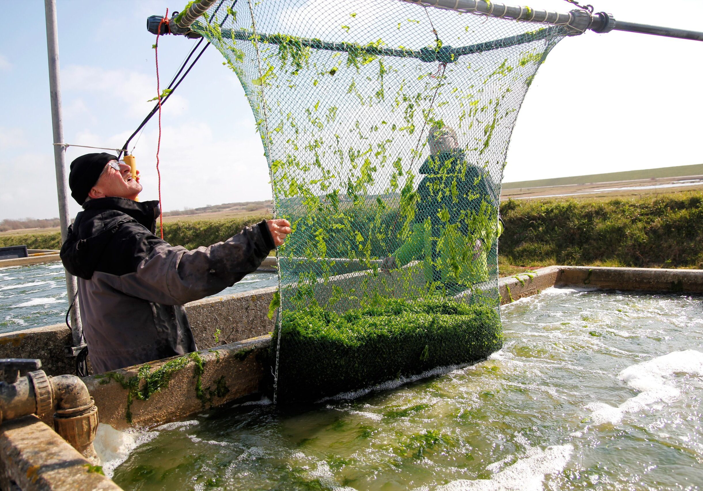 Zeewier telen op het land met vers zilt-bronwater