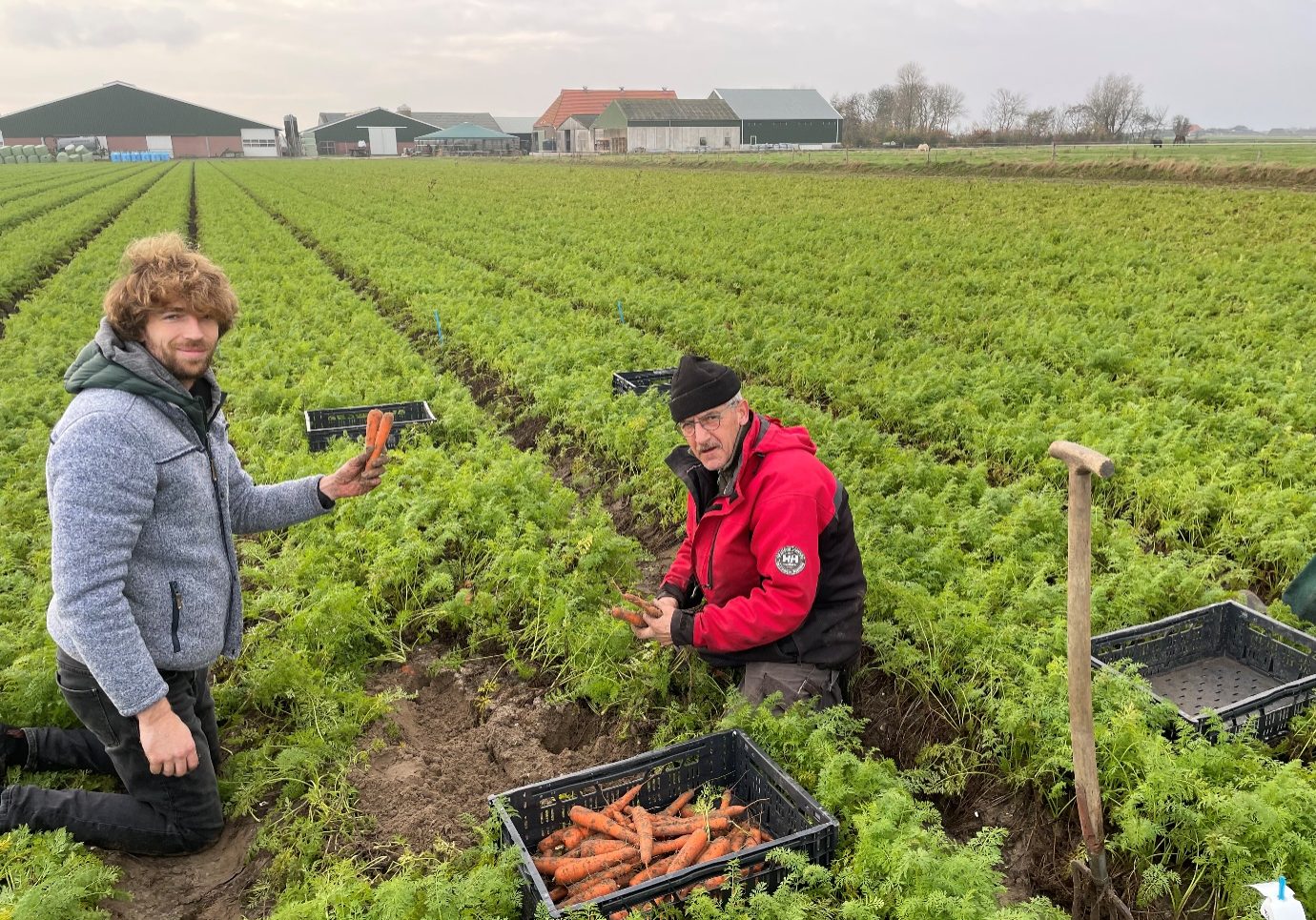 zilte-wortelen zilte-wortelen